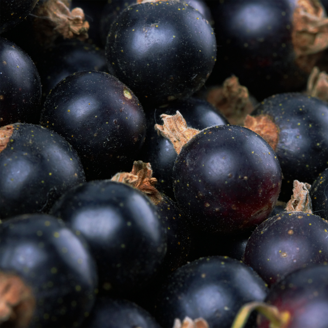 Blackcurrant