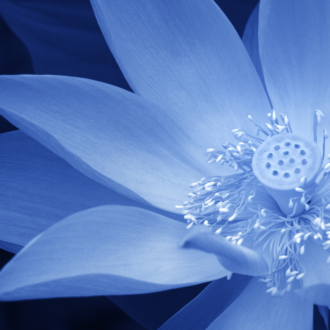Blue Lotus