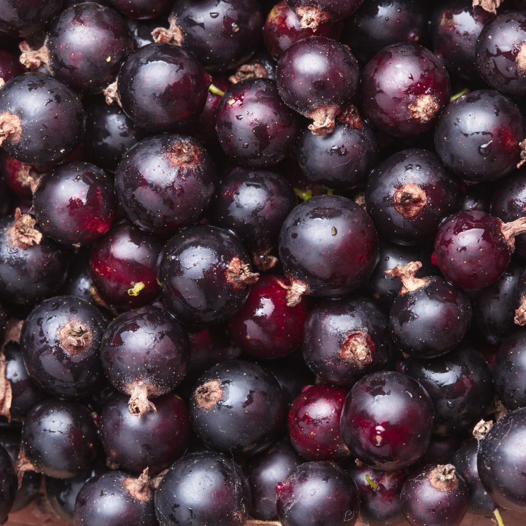 Cassis
