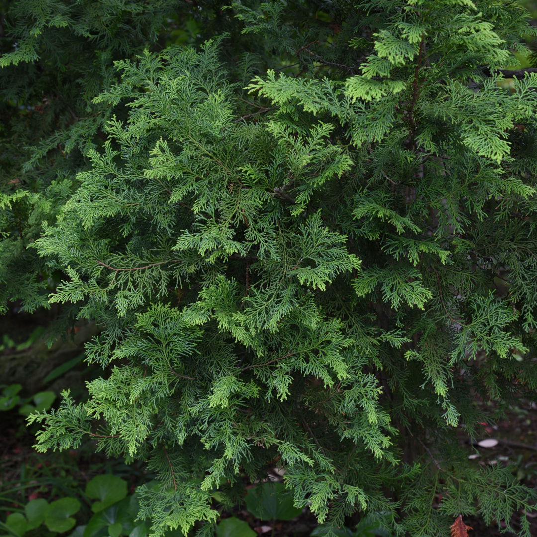 Cypress Leaf