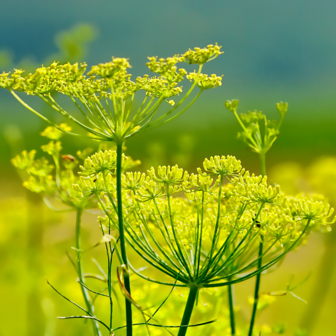 Fennel