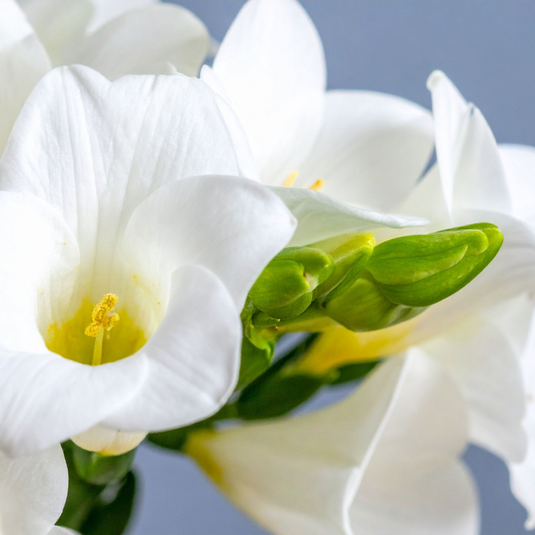 Freesia