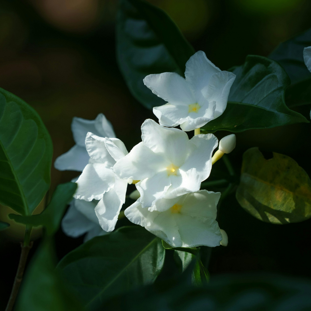 Jasmine Sambac
