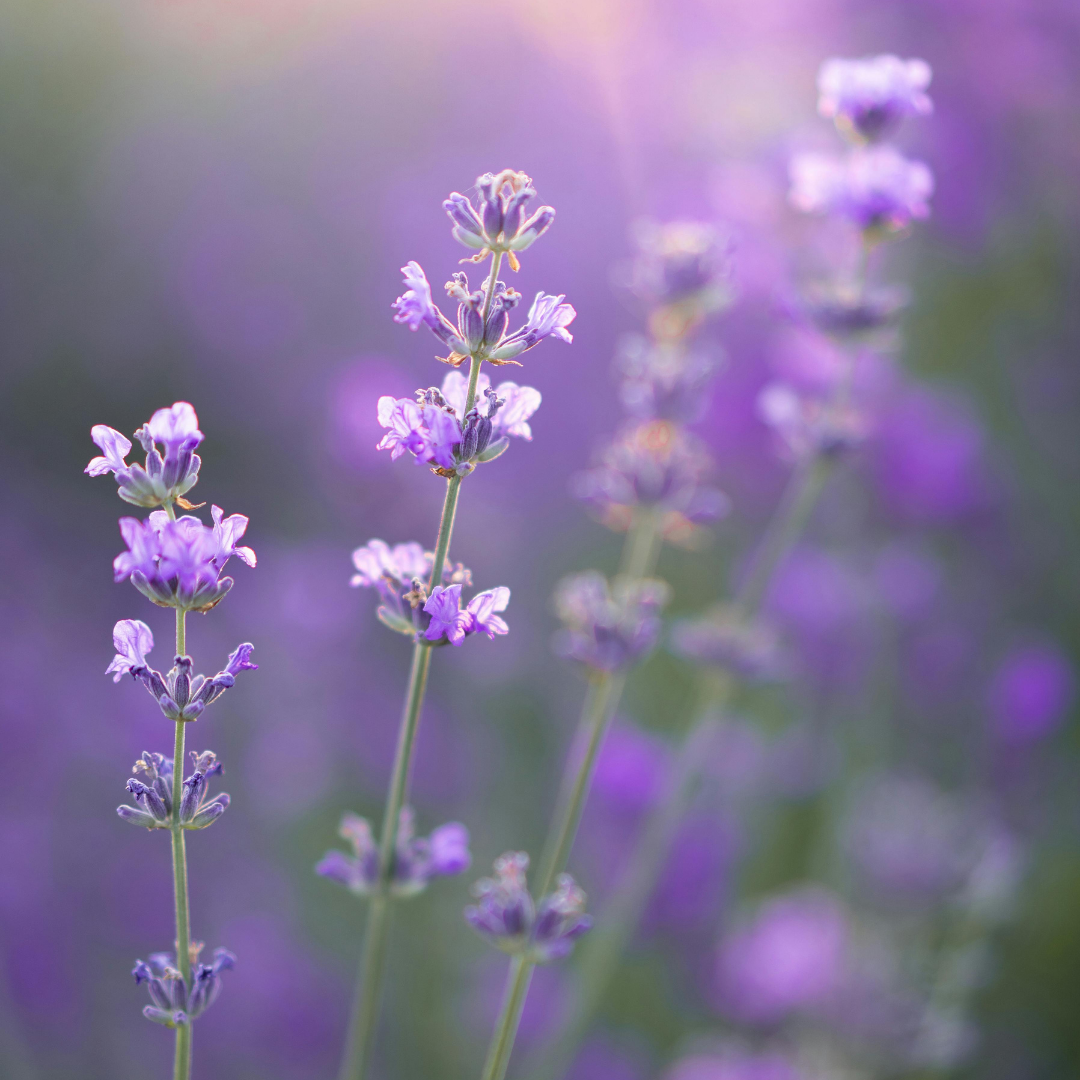 Lavender