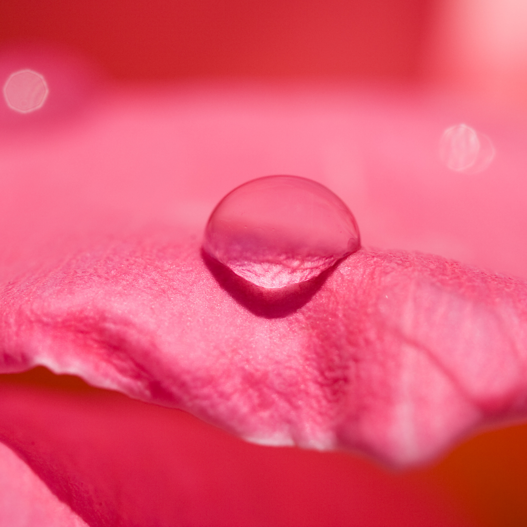 Rose Water