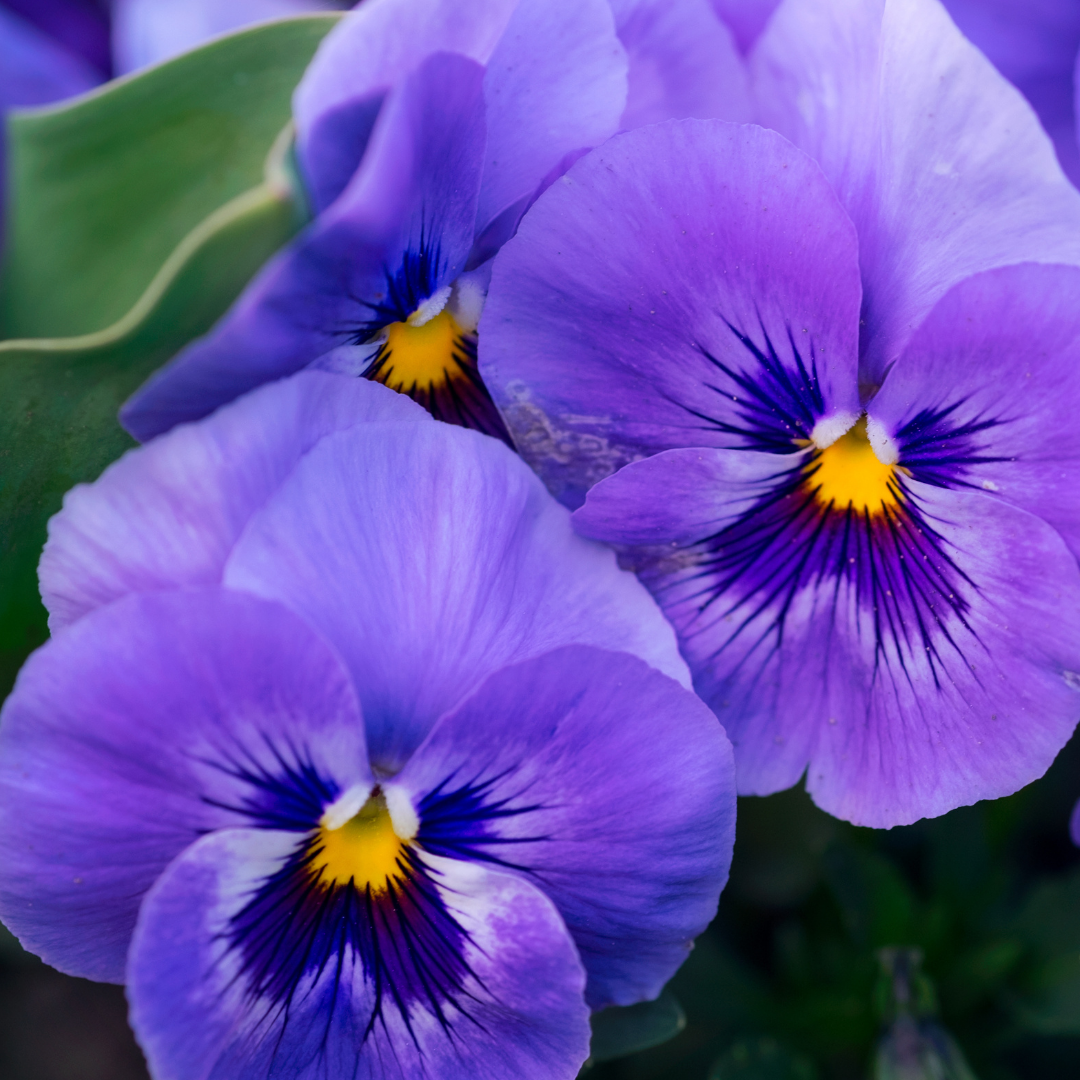 Violet