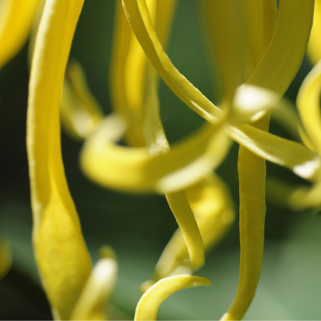 Ylang Ylang