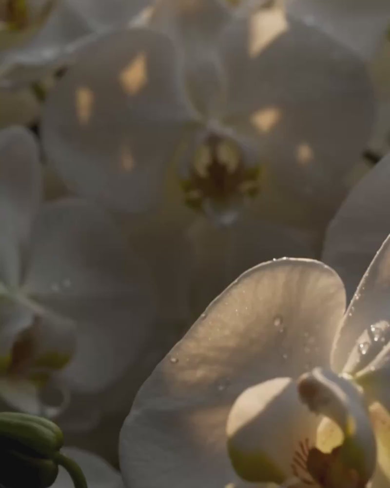 Orchid Royale — tanıtım videosu